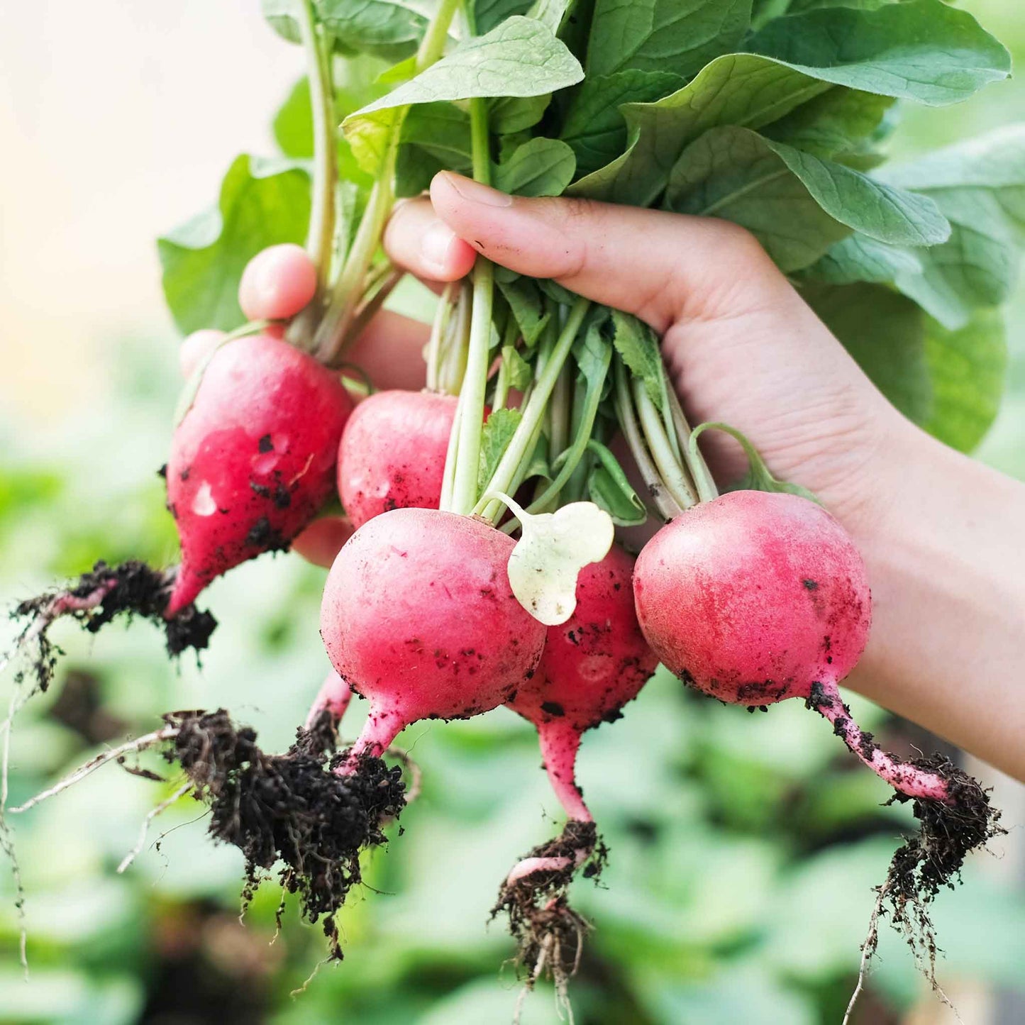 radish german giant