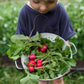 radish organic cherry belle