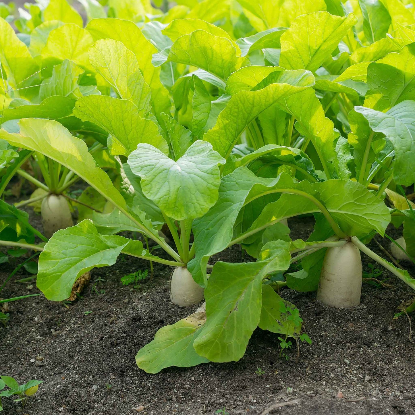 radish organic japanese daikon