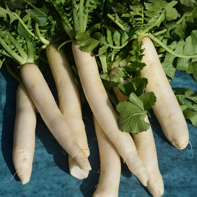 radish white icicle