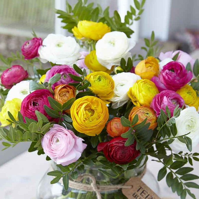 ranunculus 45 days of bloom mix