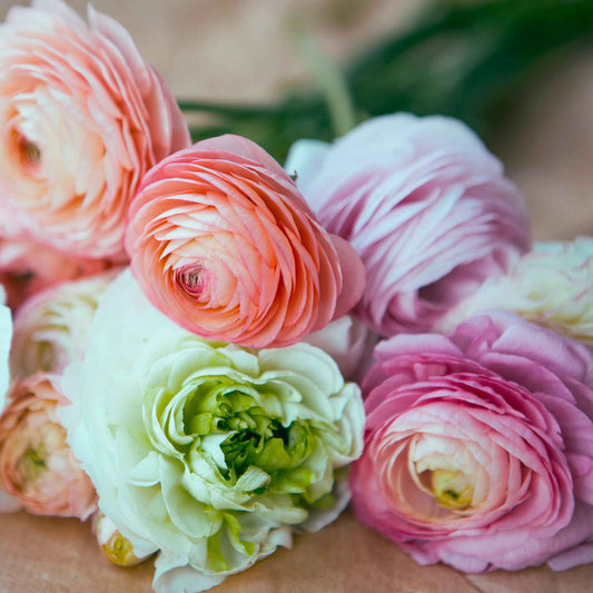 ranunculus bridal mix