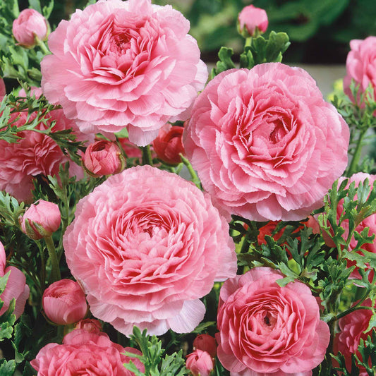 ranunculus pink