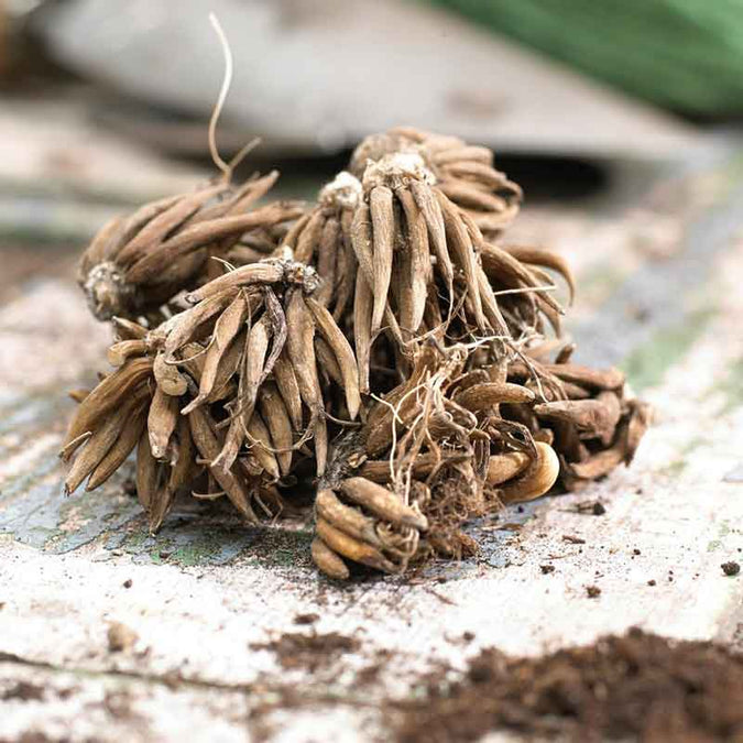 ranunculus corms