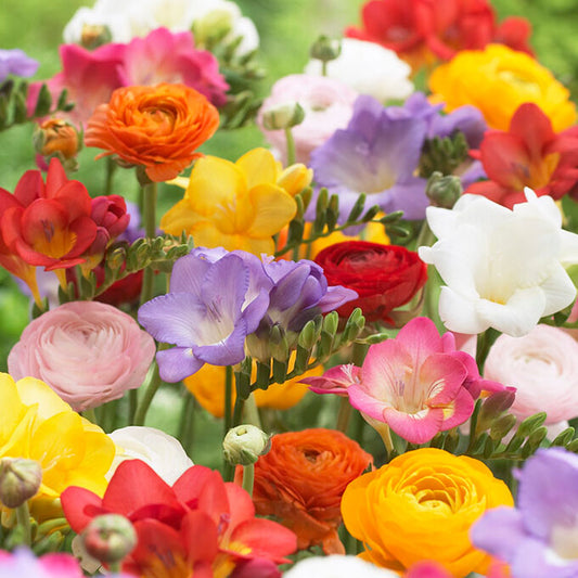 ranunculus freesia mix