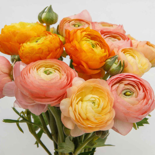 ranunculus golden mix