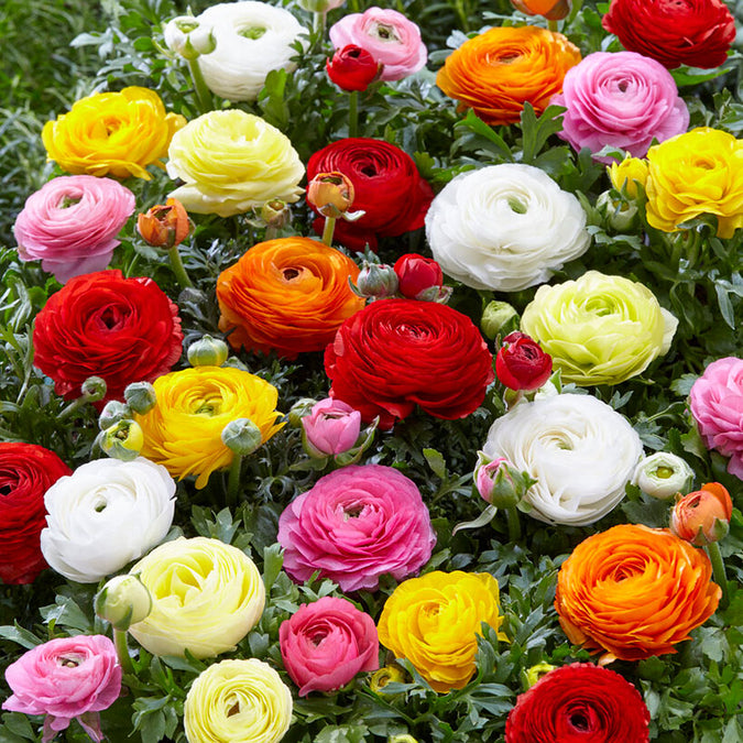 ranunculus mix