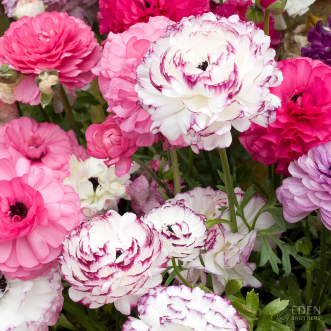 ranunculus pink renaissance mix