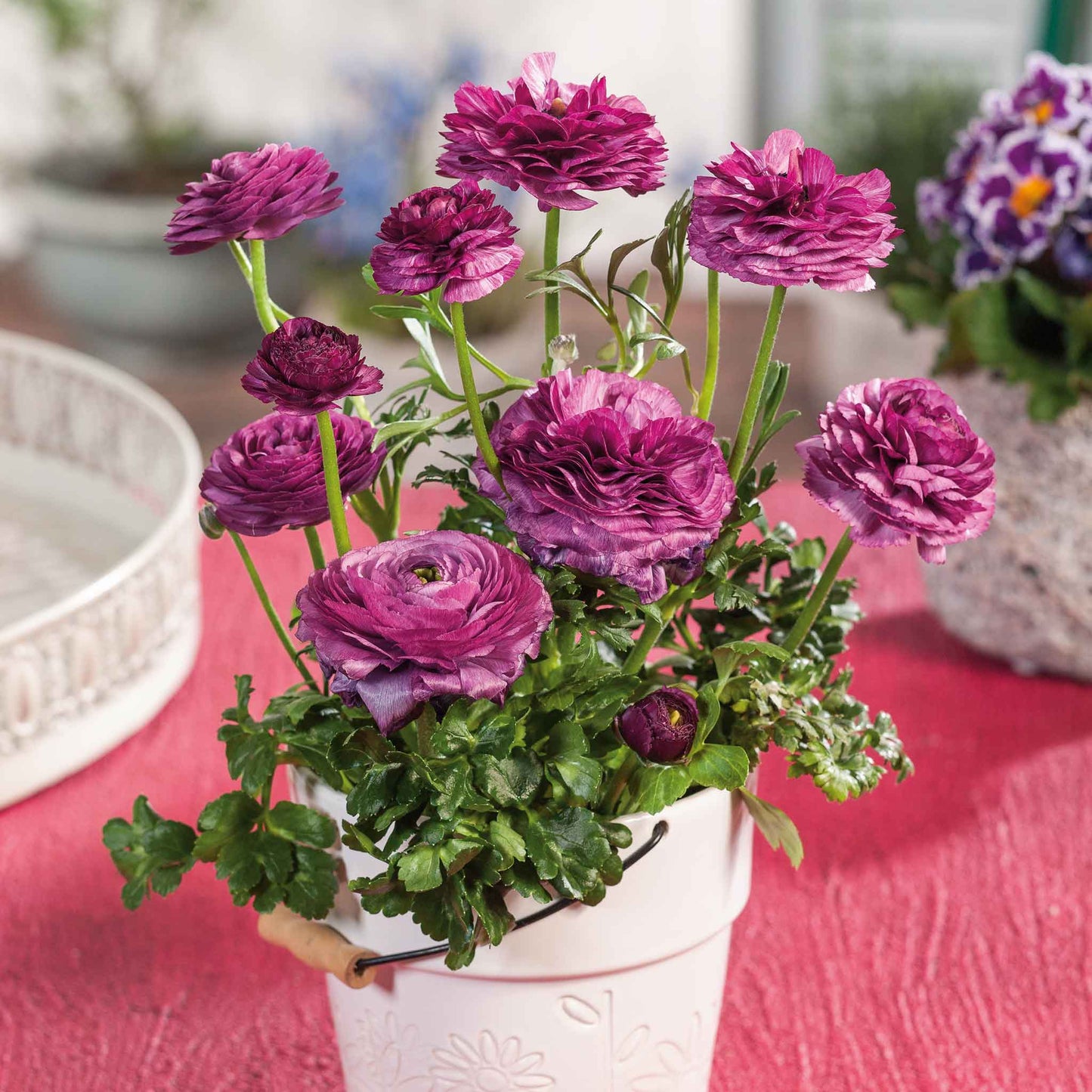 ranunculus violet