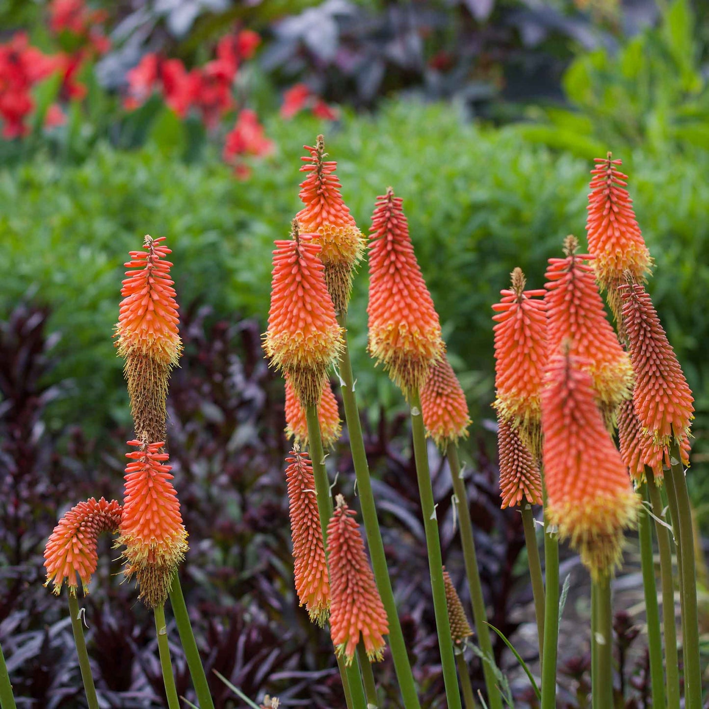 red hot poker alcazar