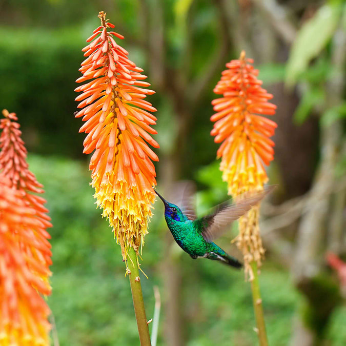 red hot poker alcazar