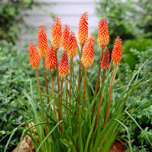 red hot poker alcazar