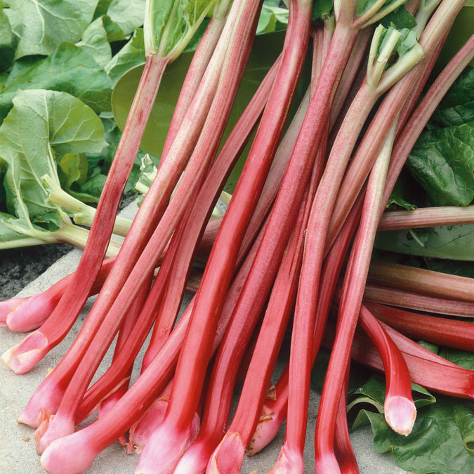 rhubarb victoria