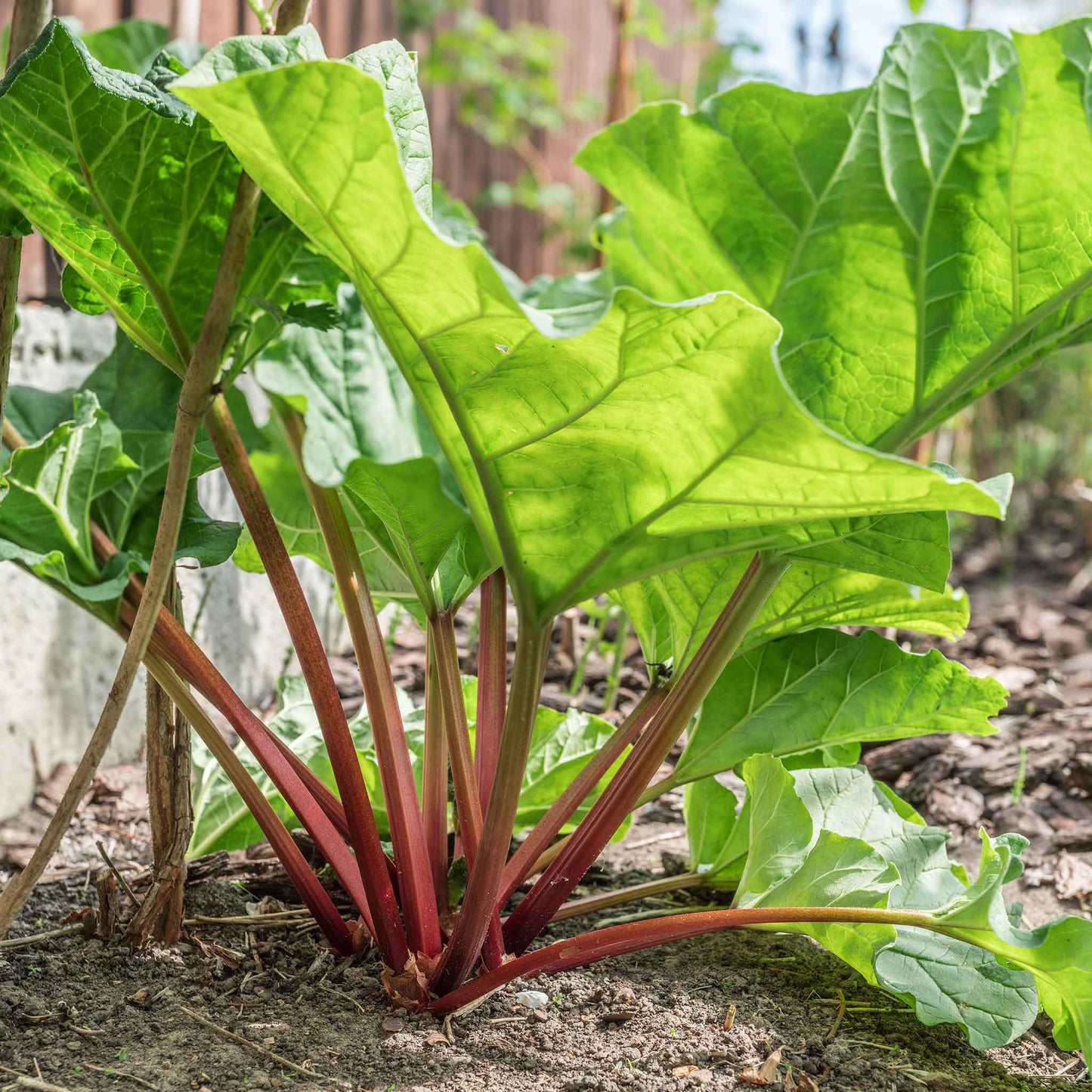 rhubarb victoria