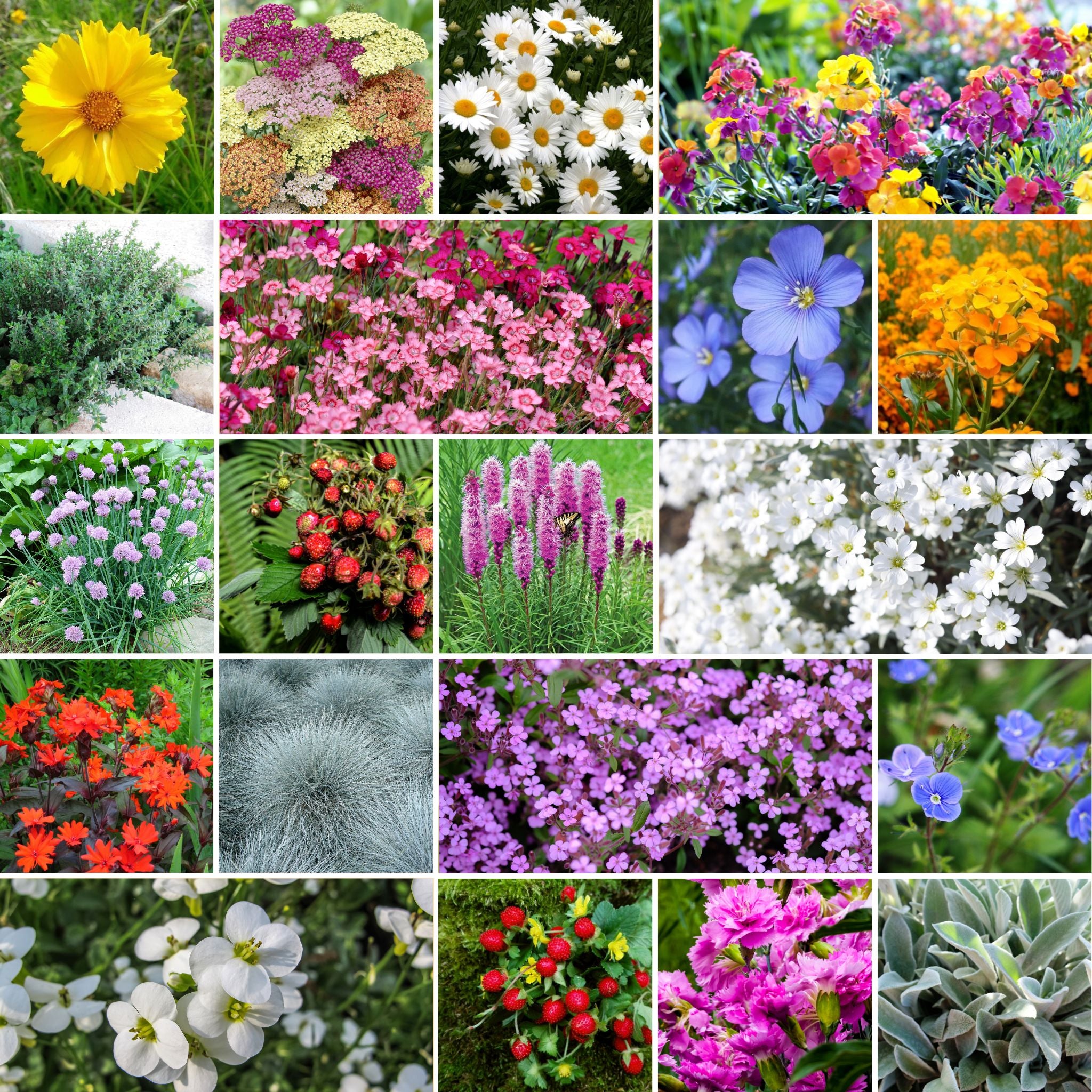 Rock Garden Perennial Wildflower Seed Mix – Eden Brothers