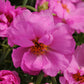 moss rose happy hour pink mix