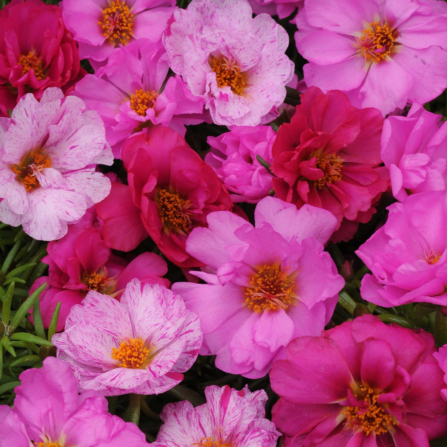 moss rose happy hour pink mix