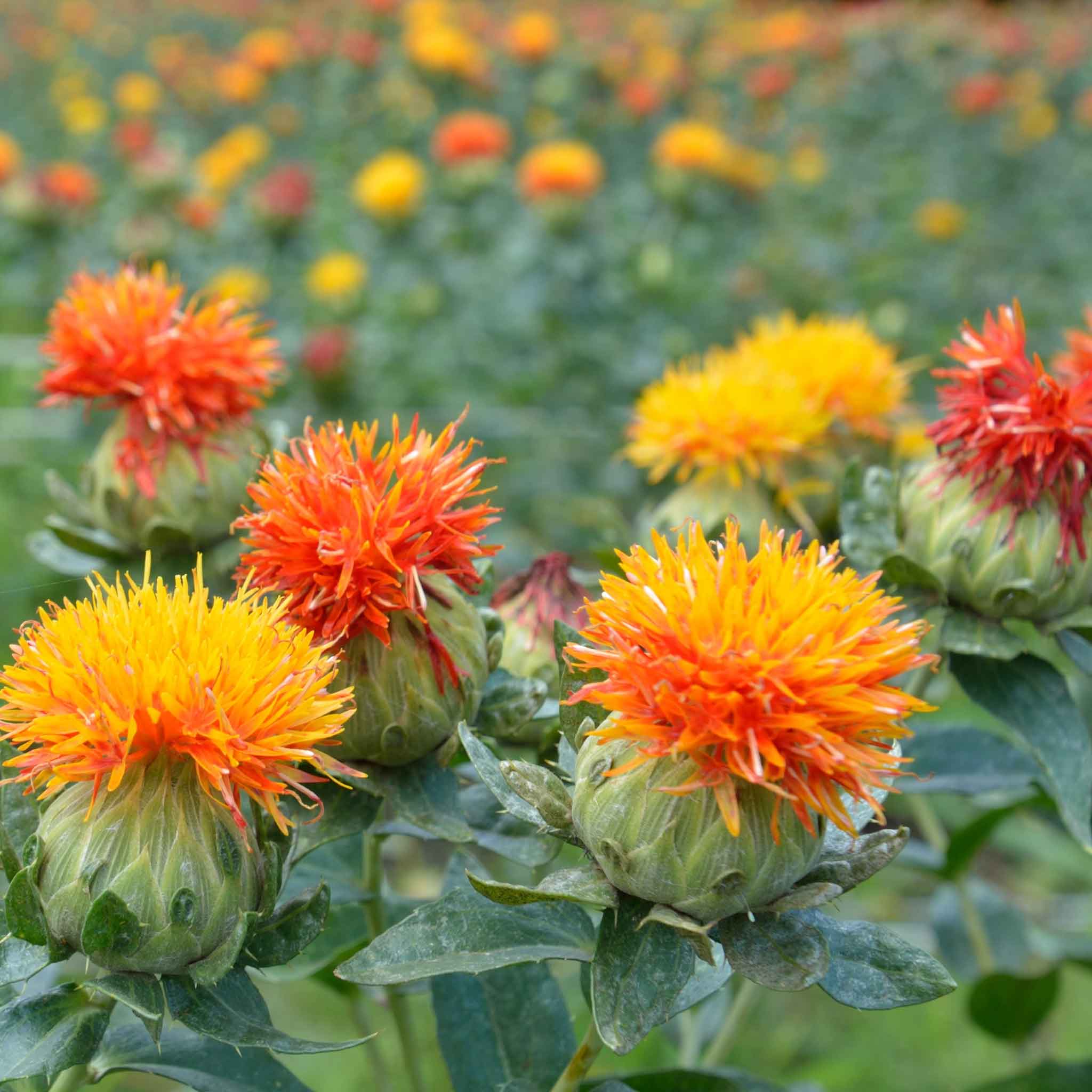 Safflower Seeds - Corrales Azafran | Flower Seeds | Eden Brothers