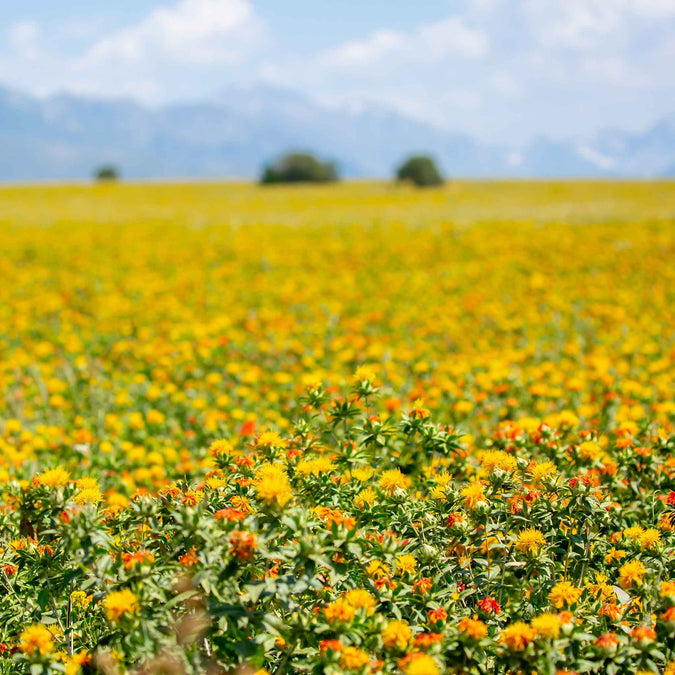 safflower corrales azafran