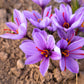 saffron crocus