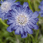 scabiosa fama deep blue