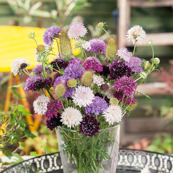 Scabiosa Seeds - Tall Double Mix | Flower Seeds | Eden Brothers