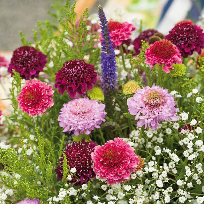 Scabiosa Seeds - Tall Double Mix | Flower Seeds | Eden Brothers