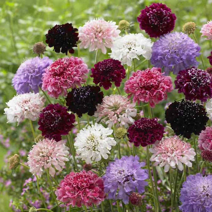 scabiosa tall double mix