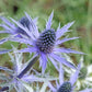 sea holly blue star