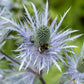 sea holly blue star