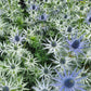 sea holly blue star