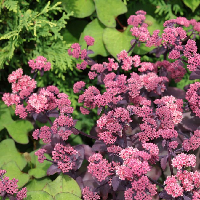 sedum chocolate cherry