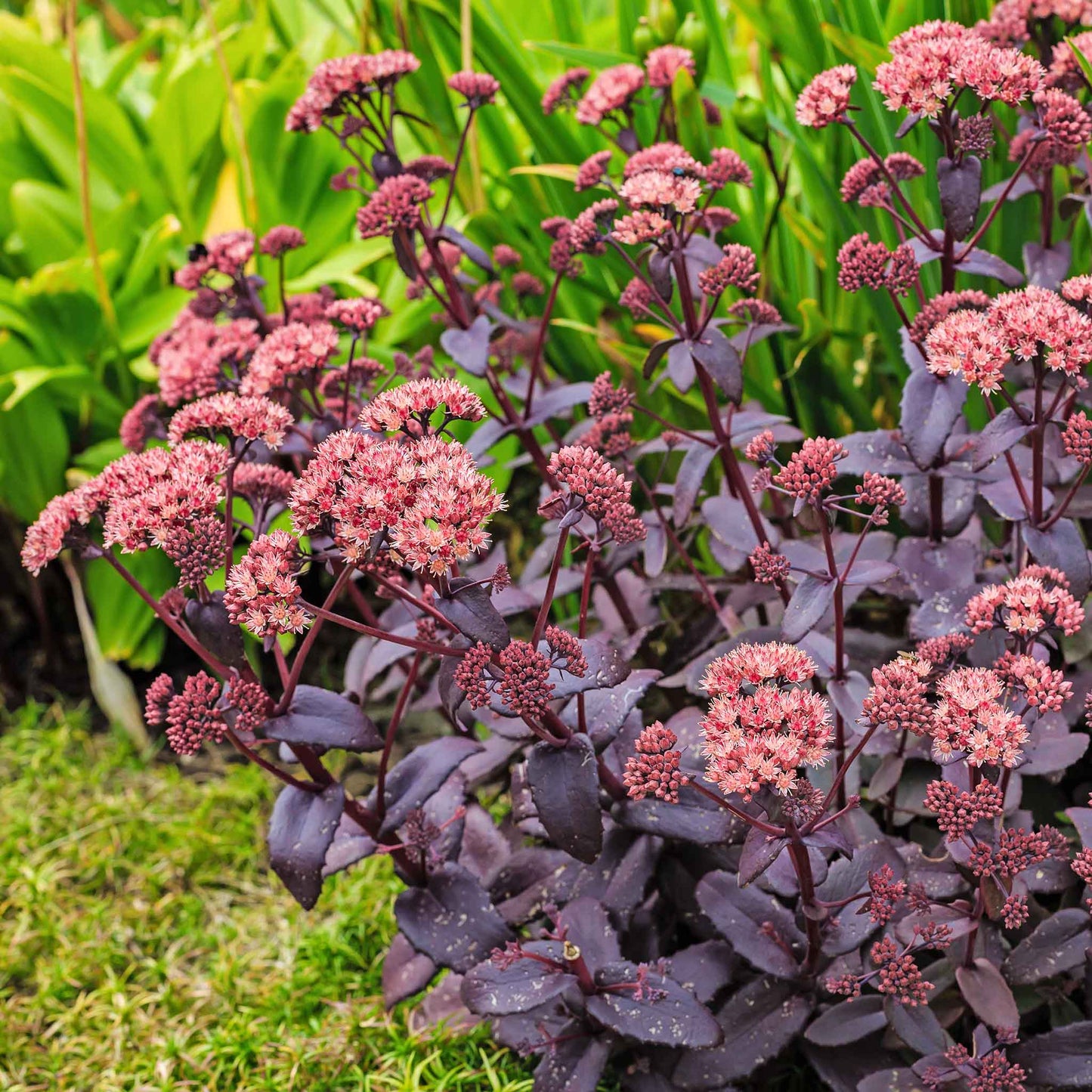 sedum chocolate cherry