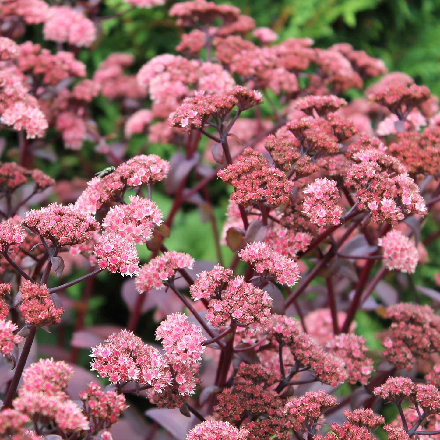 sedum chocolate cherry