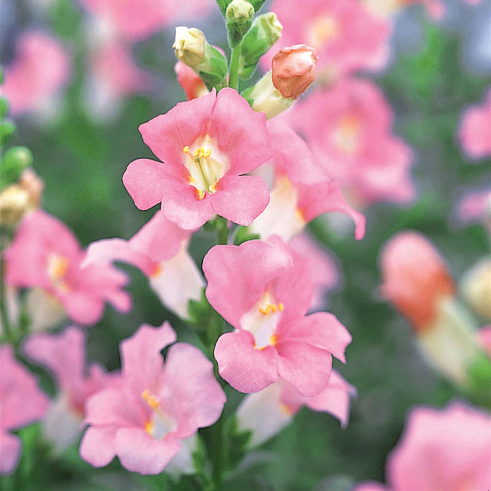 Snapdragon Seeds - Chantilly Light Pink | Flower Seeds in Packets ...