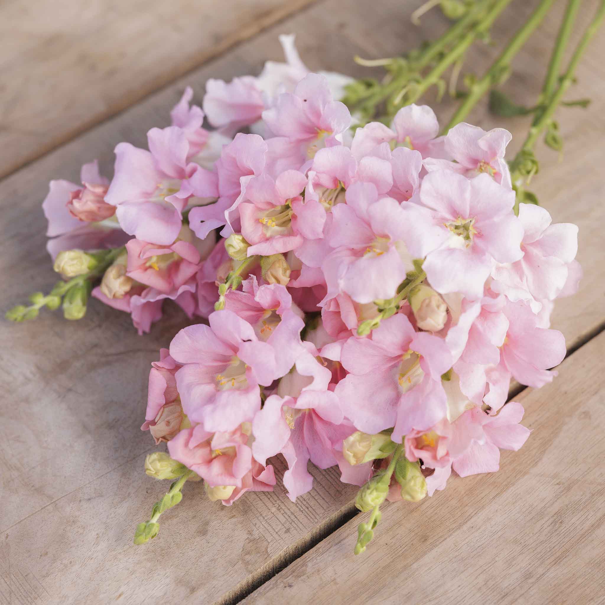 Snapdragon Seeds - Chantilly Light Pink | Flower Seeds in Packets ...