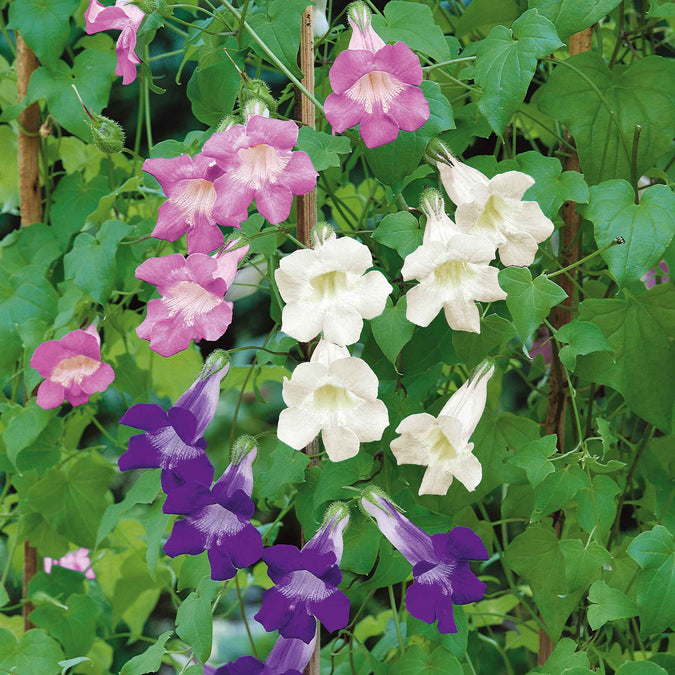 climbing snapdragon mix