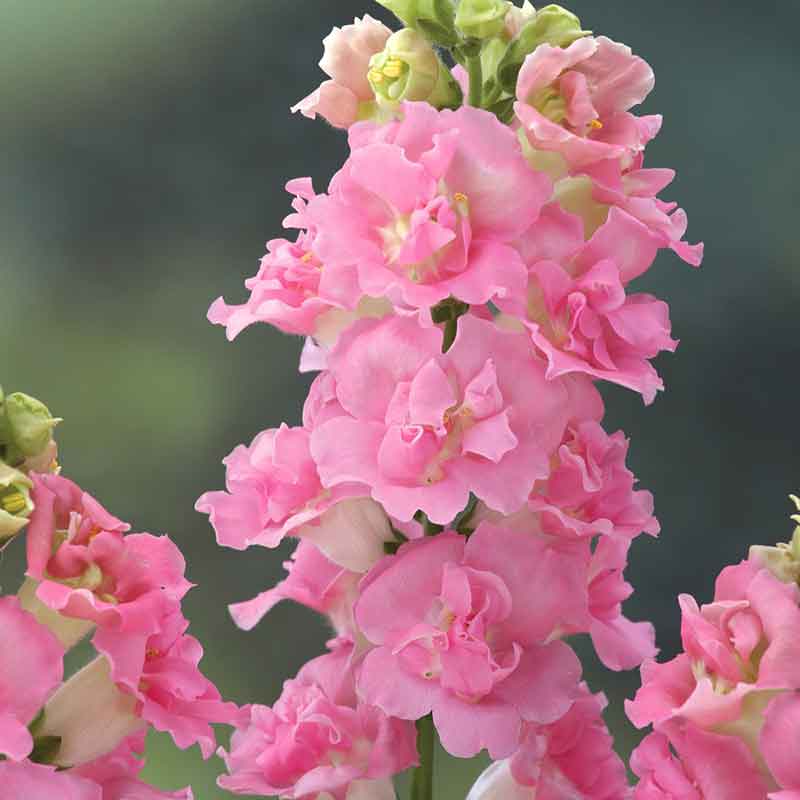 Snapdragon Seeds - Legend Double Pink | Flower Seeds in Packets & Bulk ...