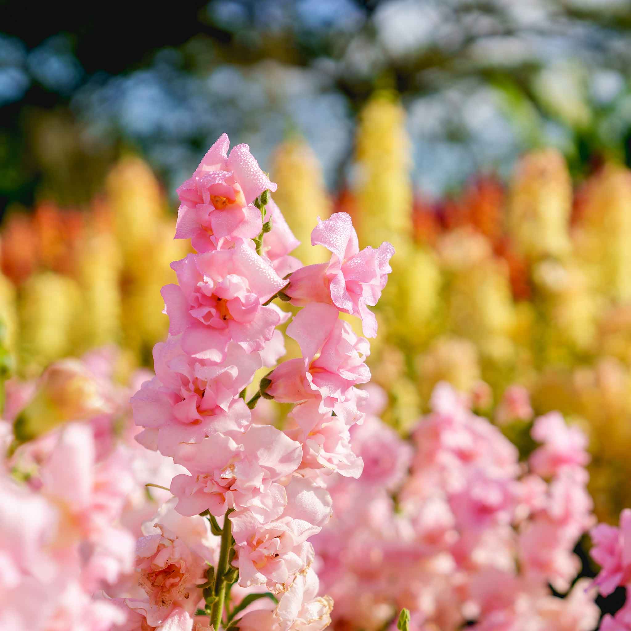 Snapdragon Seeds - Legend Double Pink | Flower Seeds in Packets & Bulk ...