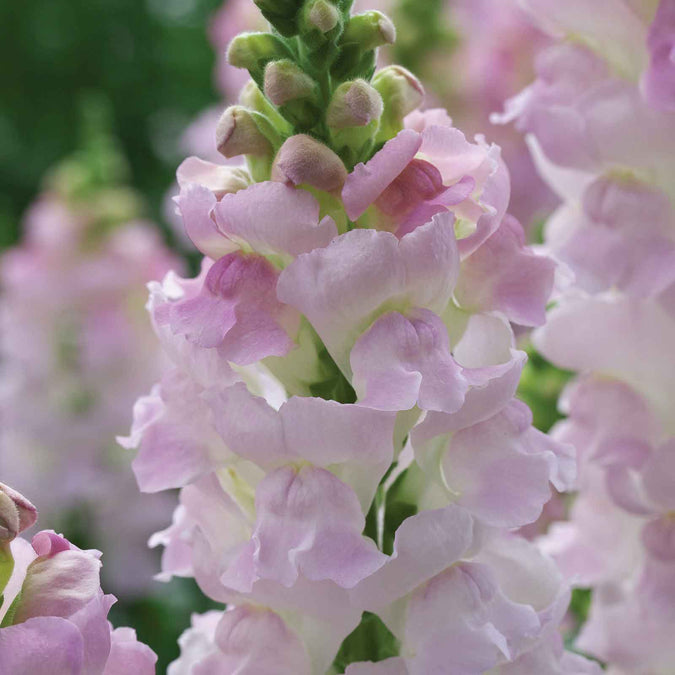 snapdragon legend light pink