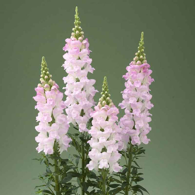 snapdragon legend light pink