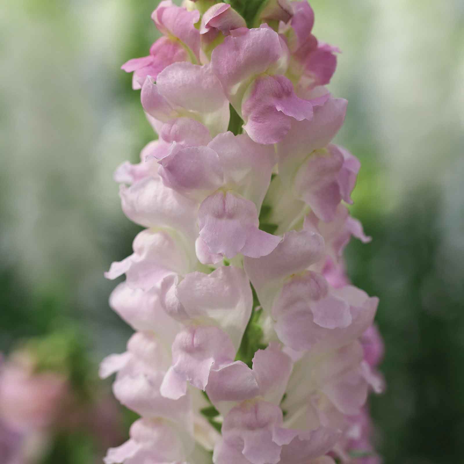 Snapdragon Seeds - Legend Light Pink | Flower Seeds in Packets & Bulk ...