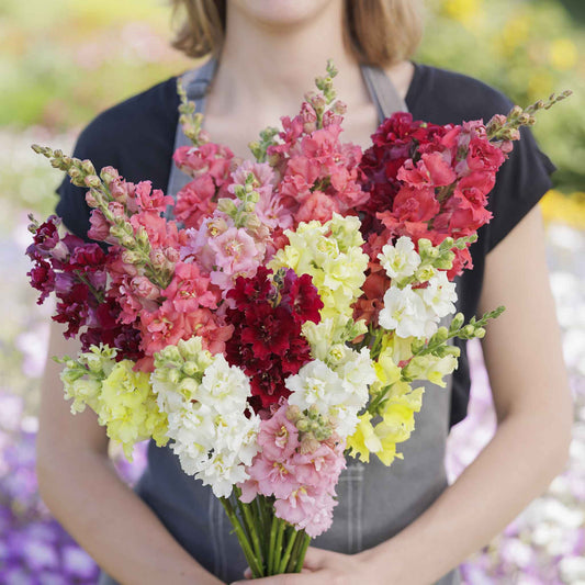 snapdragon madame butterfly mix