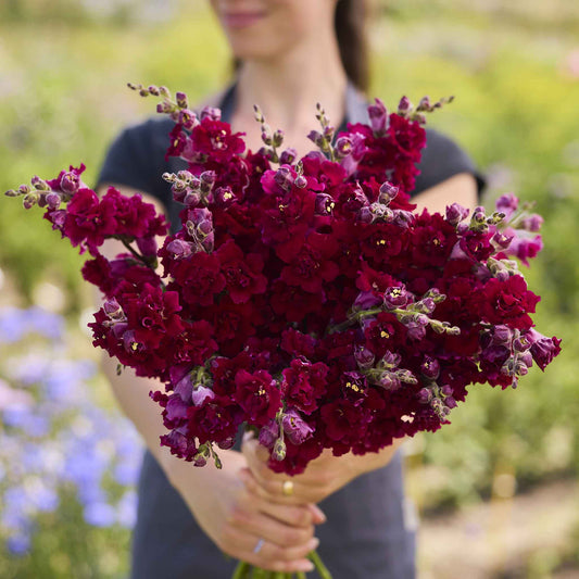 snapdragon madame butterfly red