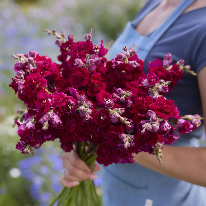 snapdragon madame butterfly red