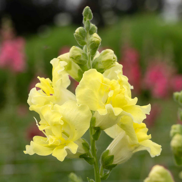 Snapdragon Seeds - Madame Butterfly Yellow | Flower Seeds in Packets ...