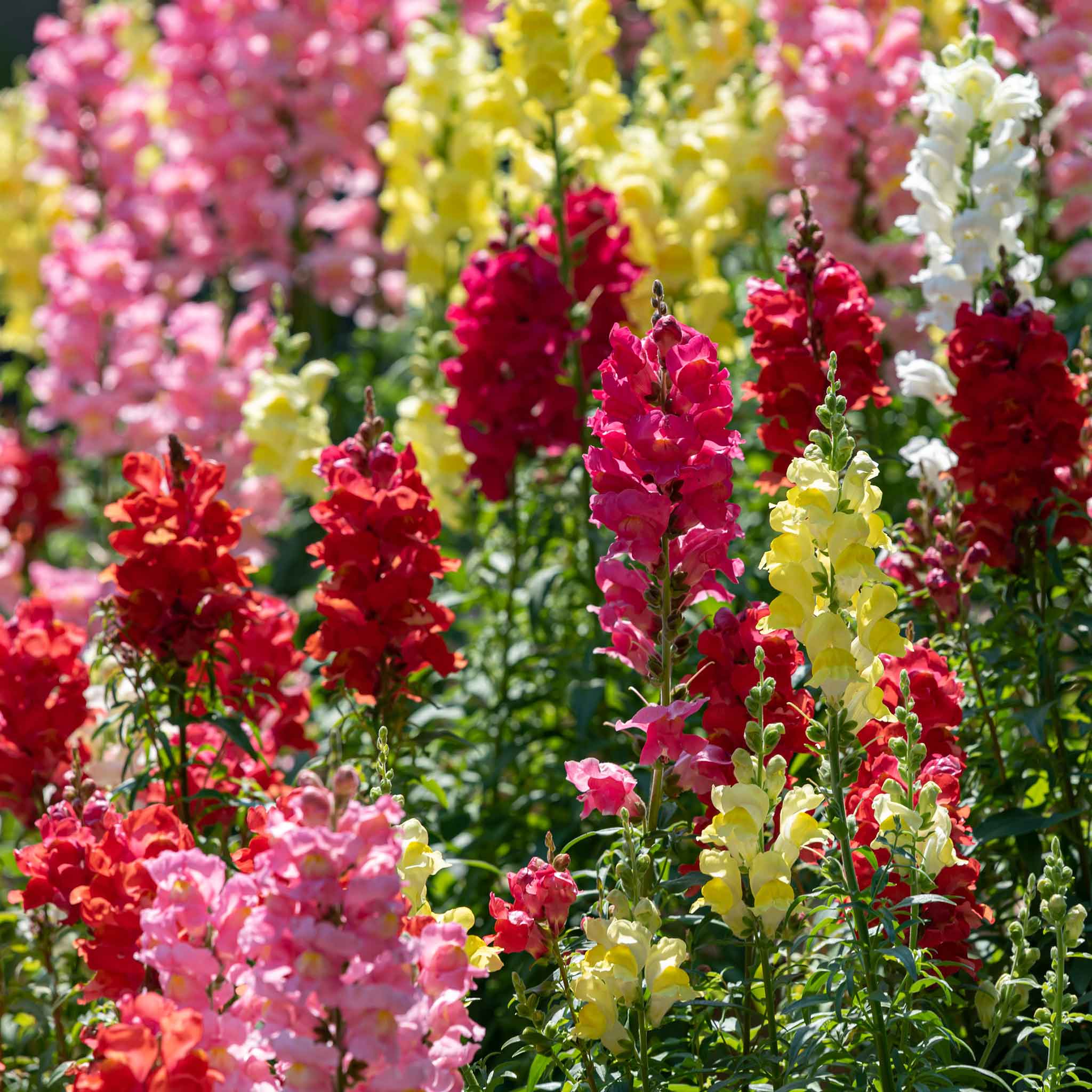 Snapdragon Seeds - Rainbow Mix | Flower Seeds in Packets & Bulk | Eden ...