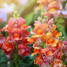 Snapdragon Seeds - Rocket Bronze | Flower Seeds in Packets & Bulk ...