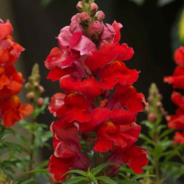 Snapdragon Seeds - Sonnet Orange Scarlet | Flower Seeds in Packets ...