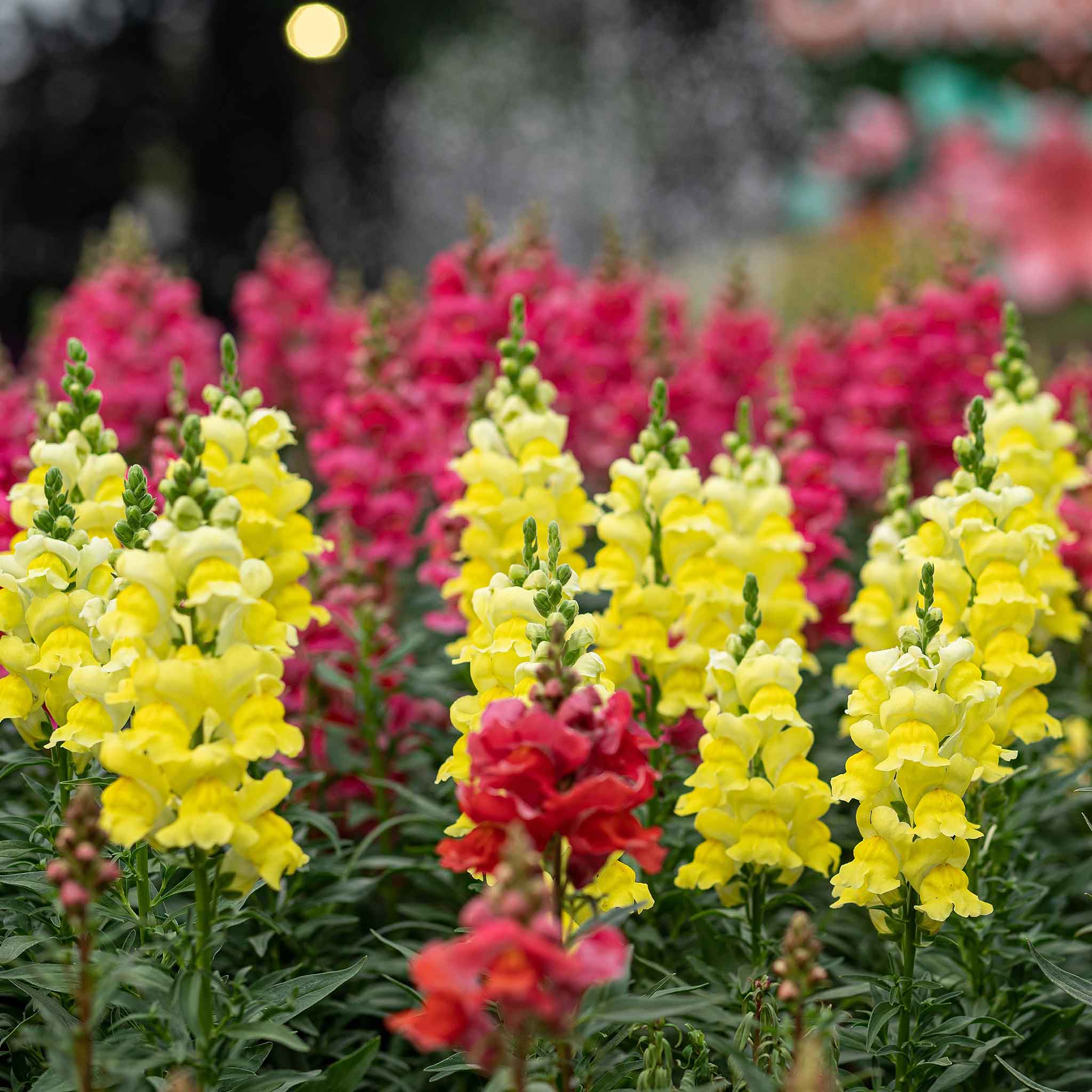 Snapdragon Seeds - Sonnet Yellow | Flower Seeds in Packets & Bulk ...